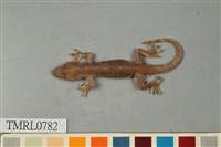 藏品(龜山壁虎)的圖片